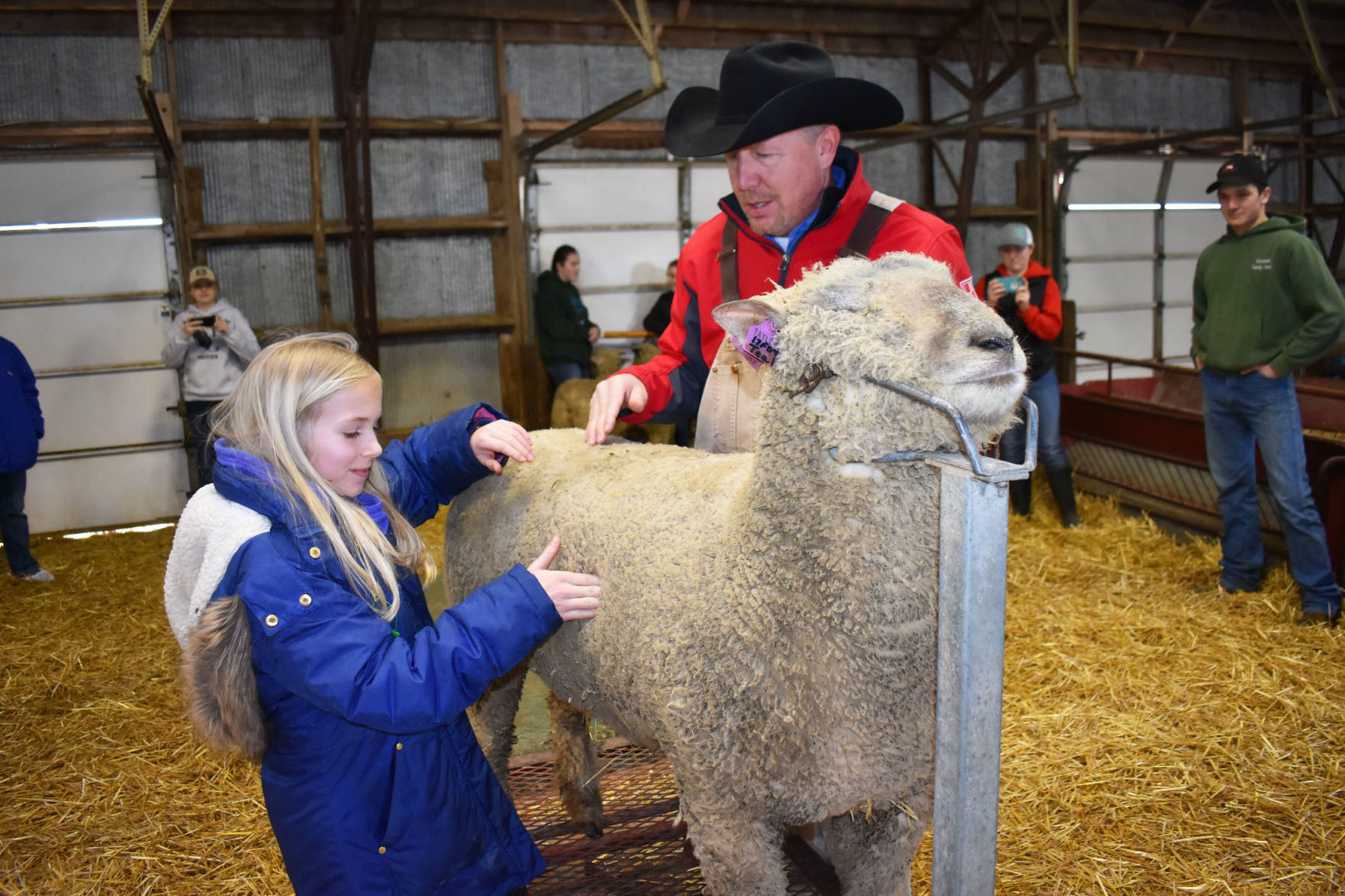 Sheep Mary